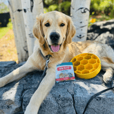 Yellow Farm To Pet slow feeder dog bowl with honeycomb design for slow eating and improved digestion.