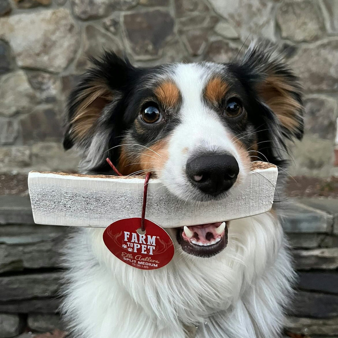 Medium split elk antler dog chew from Farm To Pet, all-natural organic elk antler chew for dogs, durable and safe for chewing.