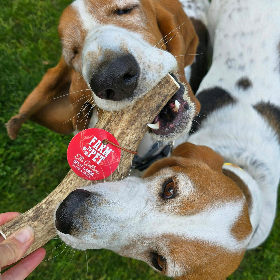 Large split elk antler dog chew from Farm To Pet, all-natural organic elk antler chew for dogs, showing the textured split surface.