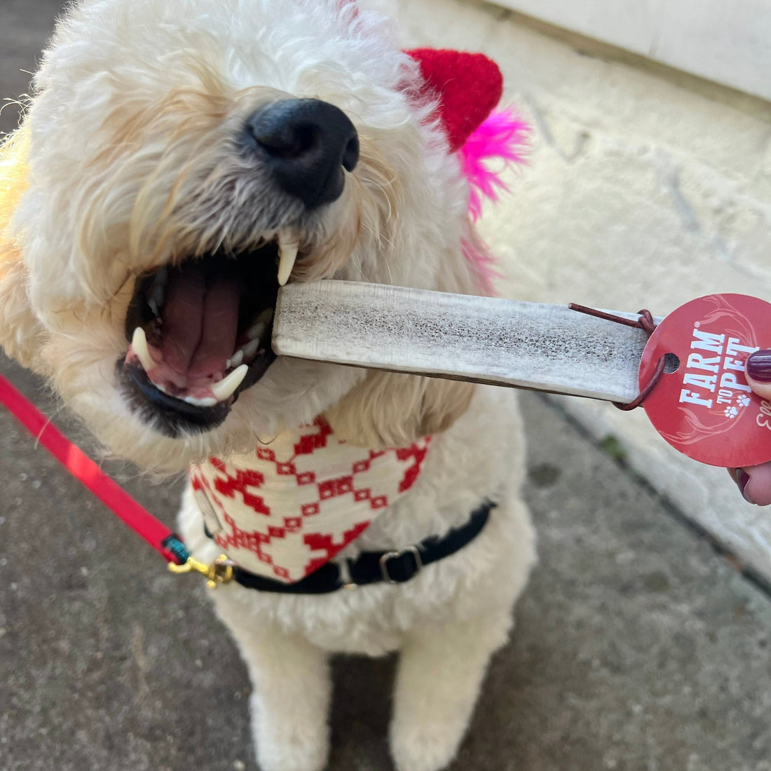 Medium split elk antler dog chew from Farm To Pet, all-natural organic elk antler chew for dogs, shown in the image.