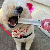 Medium split elk antler dog chew from Farm To Pet, all-natural organic elk antler chew for dogs, shown in the image.