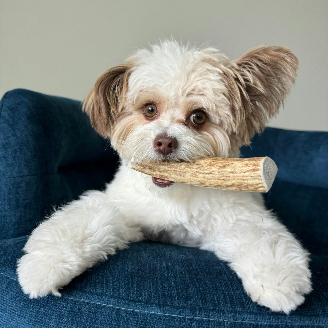 Split small Elk Antler Dog Chew by Farm To Pet, all-natural organic antler chew for dogs, showing the split antler with natural texture.