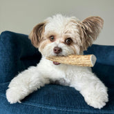Split small Elk Antler Dog Chew by Farm To Pet, all-natural organic antler chew for dogs, showing the split antler with natural texture.