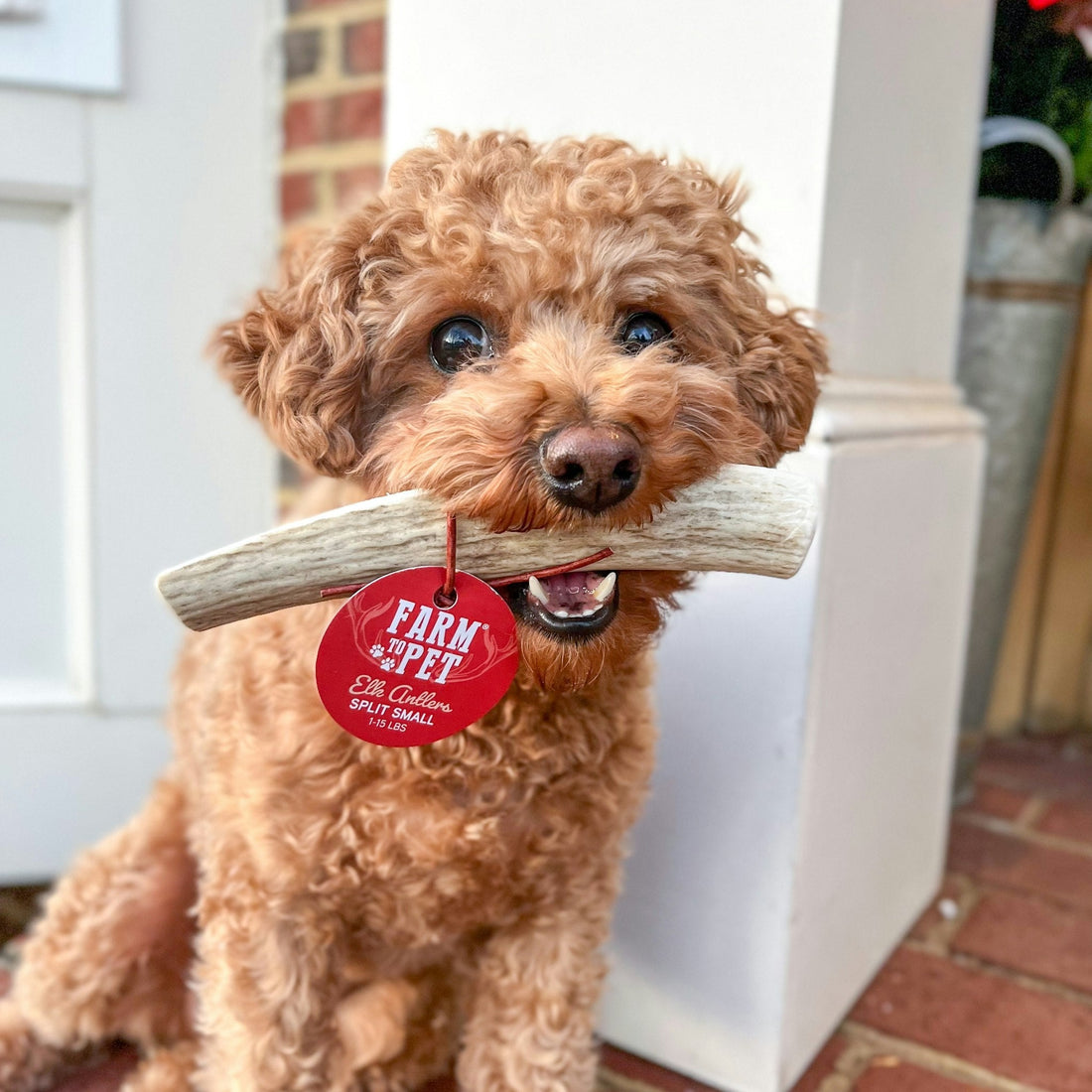 All-natural split elk antler dog chew by Farm To Pet, organic and durable antler treat for dogs.