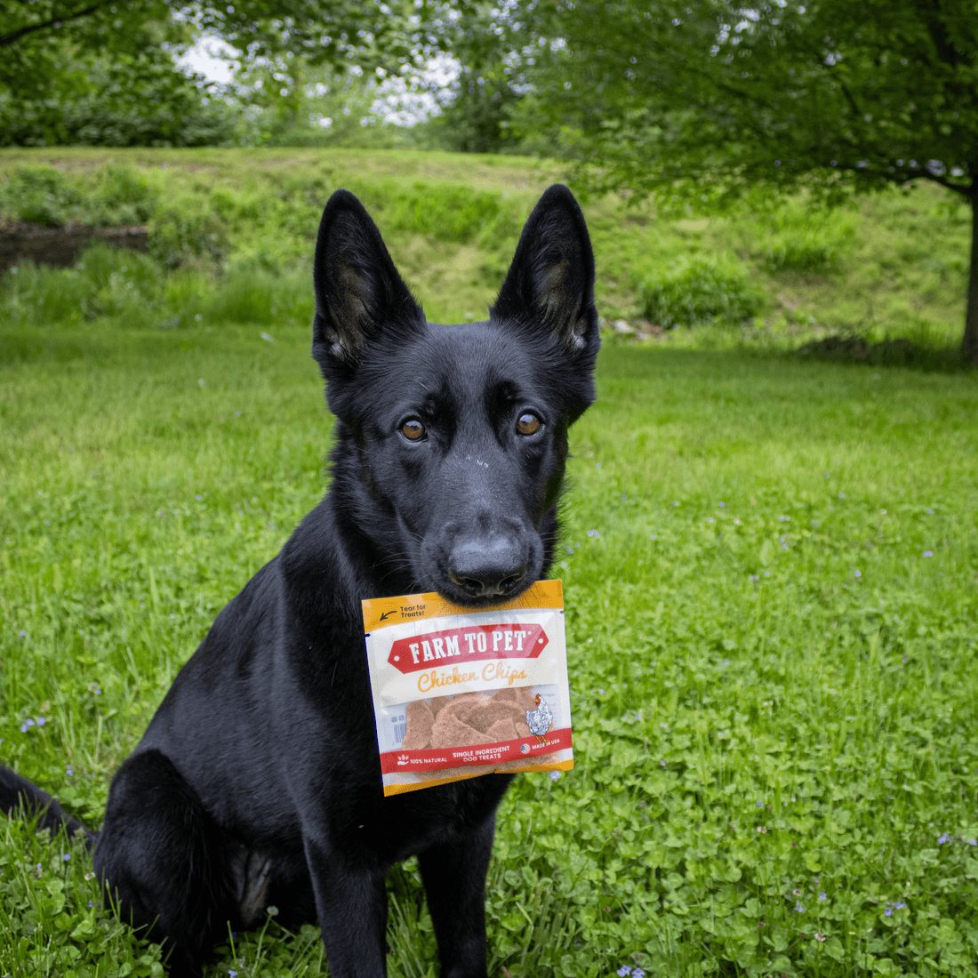 Farm To Pet Chicken Chips Snack Pack with dog treats, featuring bite-sized pieces in a black packaging for training or party favors.
