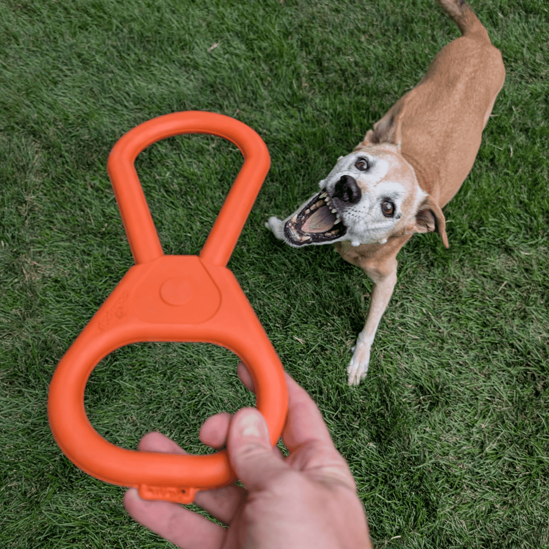 Orange Farm To Pet tug toy for dogs, durable and colorful, designed for interactive tug-of-war play and chewing.