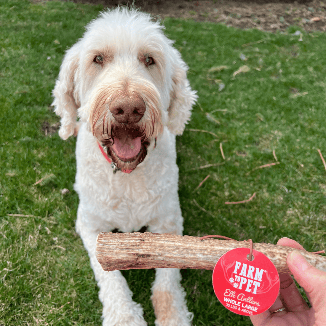Large organic elk antler dog chew from Farm To Pet, showing a whole natural elk antler for dogs.