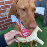 Whole XL deer antler dog chew by Farm To Pet, natural organic antler chew for dogs with textured surface and rich color.