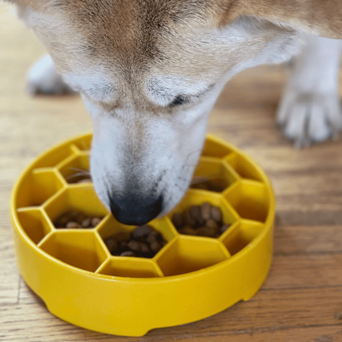 Yellow Farm To Pet slow feeder dog bowl with honeycomb design, designed to slow feeding and promote healthy eating for dogs.
