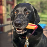 Farm To Pet hot dog tug toy for dogs, durable chew toy perfect for playtime and interactive chewing fun.