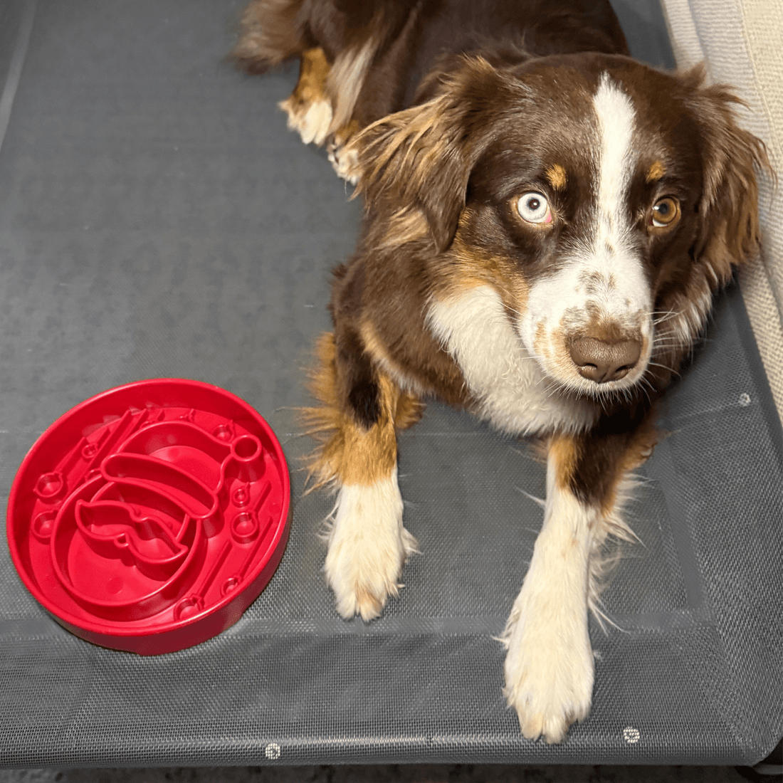 Farm To Pet red Santa-themed slow feeder dog bowl with festive holiday design for dogs.