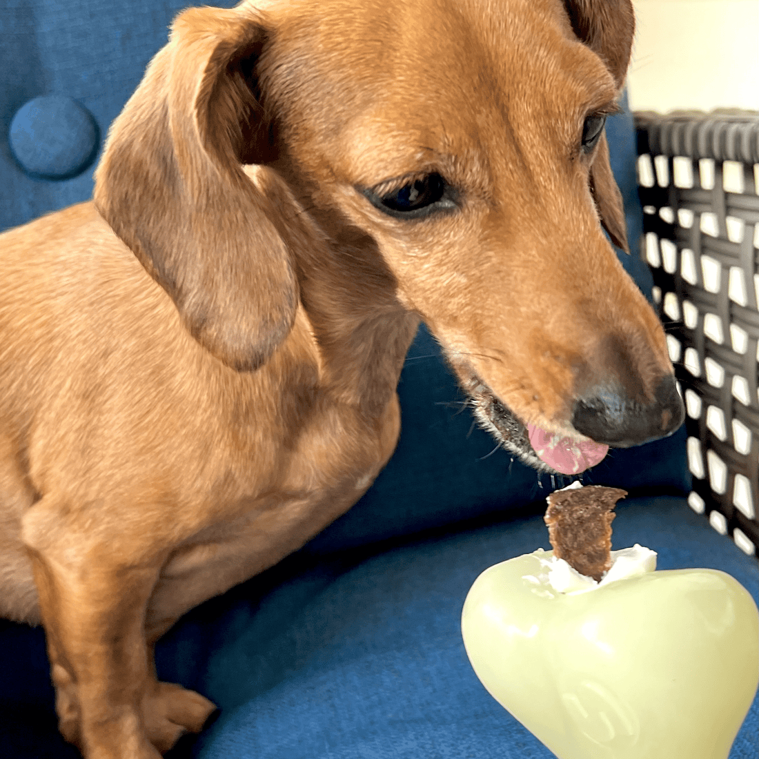 Farm To Pet dog treat dispenser with a durable plastic body and adjustable opening for dispensing treats during playtime.