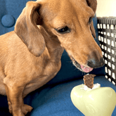Farm To Pet dog treat dispenser with a durable plastic body and adjustable opening for dispensing treats during playtime.