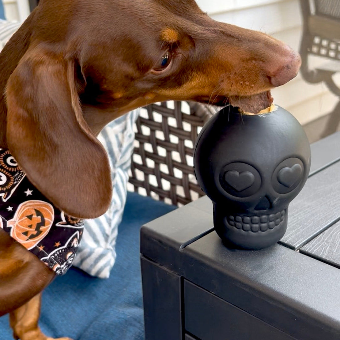 Farm To Pet skull-shaped dog treat dispenser showing a durable plastic treat dispenser for dogs.