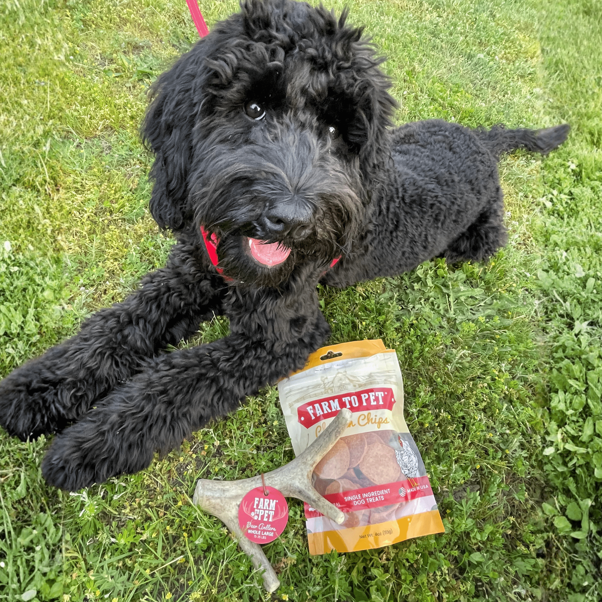 Large organic deer antler dog chew from Farm To Pet, non-splintering natural antler bone for dogs.