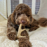 Whole deer antler dog chew by Farm To Pet, organic antler chew for dogs, natural and durable dog treat.