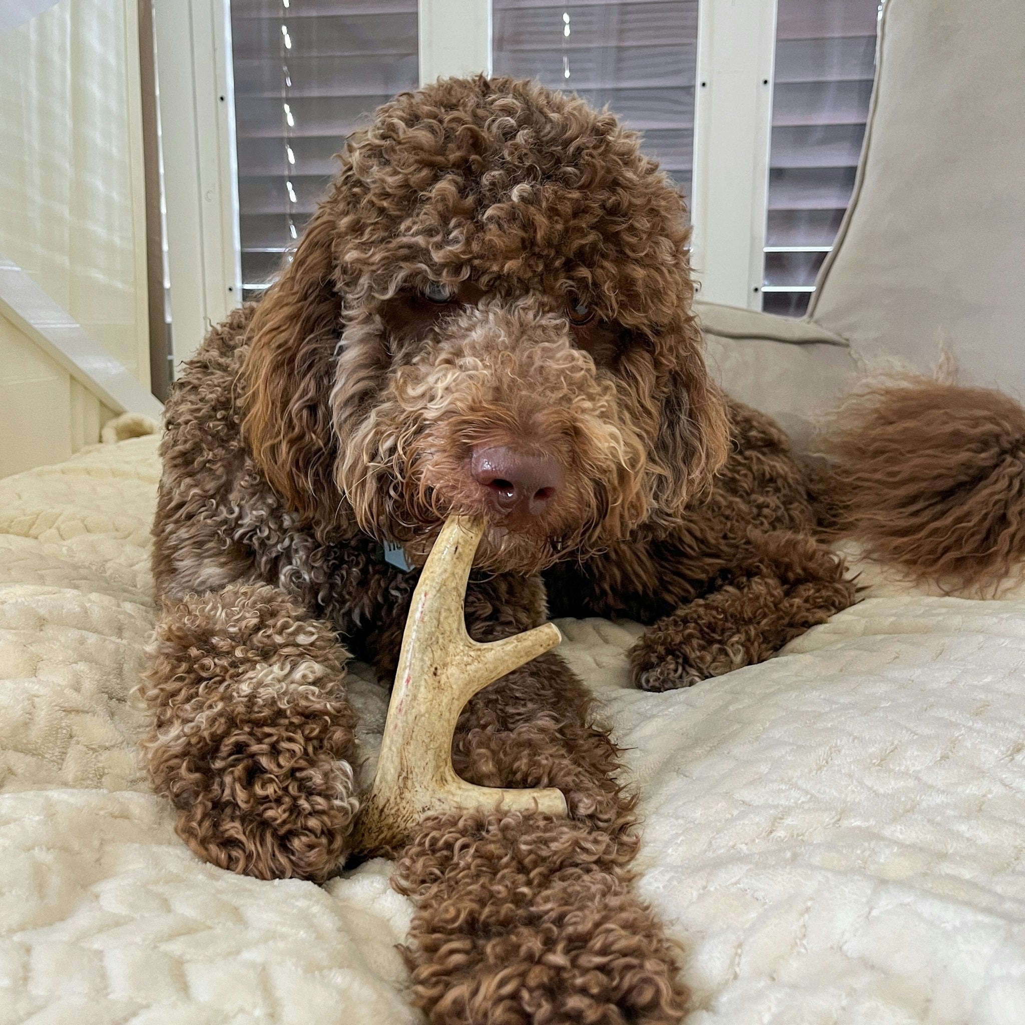 Whole deer antler dog chew by Farm To Pet, organic antler chew for dogs, natural and durable dog treat.