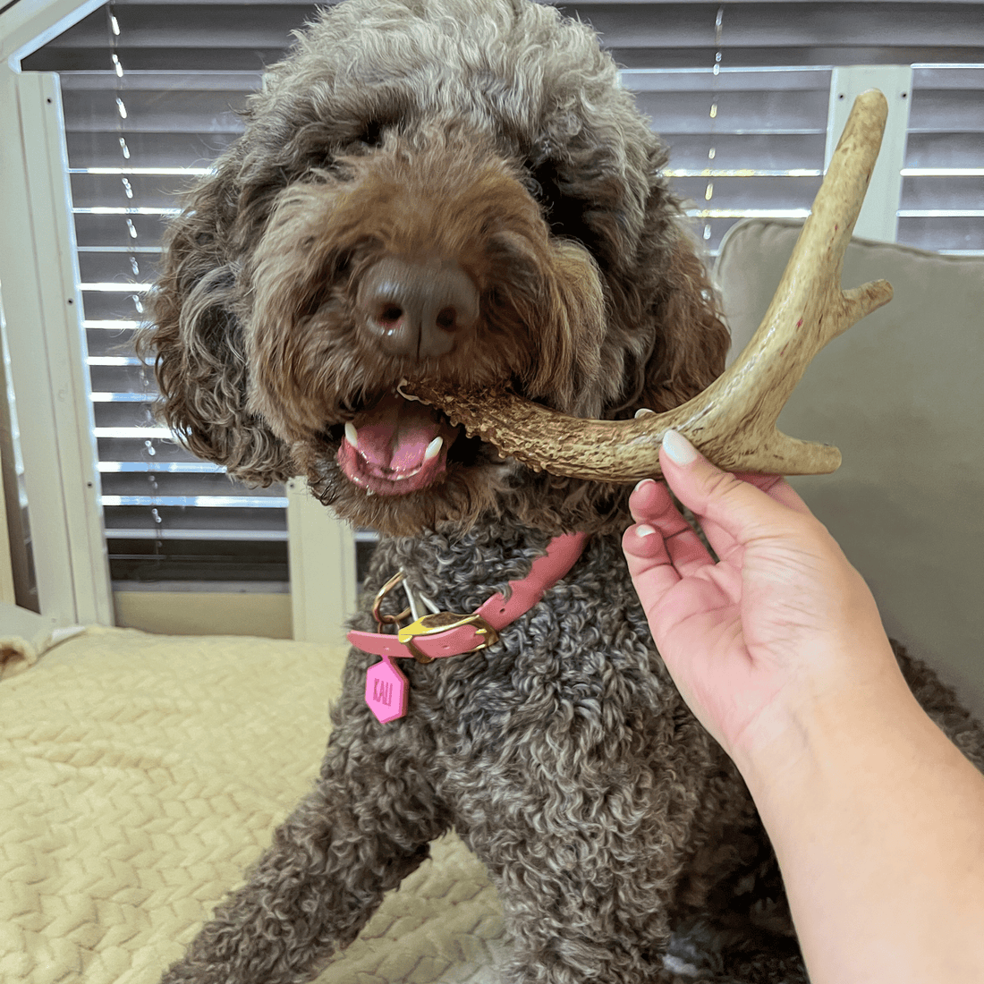 Giant organic deer antler dog chew from Farm To Pet, non-splintering and durable antler bone treat for dogs.