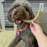 Giant organic deer antler dog chew from Farm To Pet, non-splintering and durable antler bone treat for dogs.