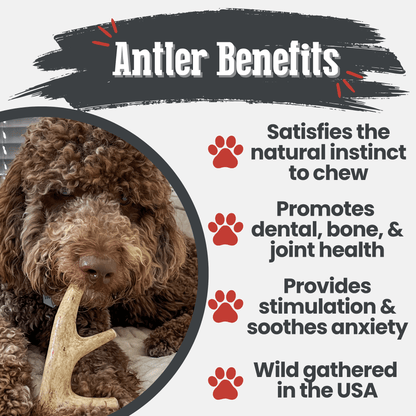 Farm to Pet deer antler dog chew, organic and non-splintering bone for dogs, natural antler treat for healthy teeth and gums
