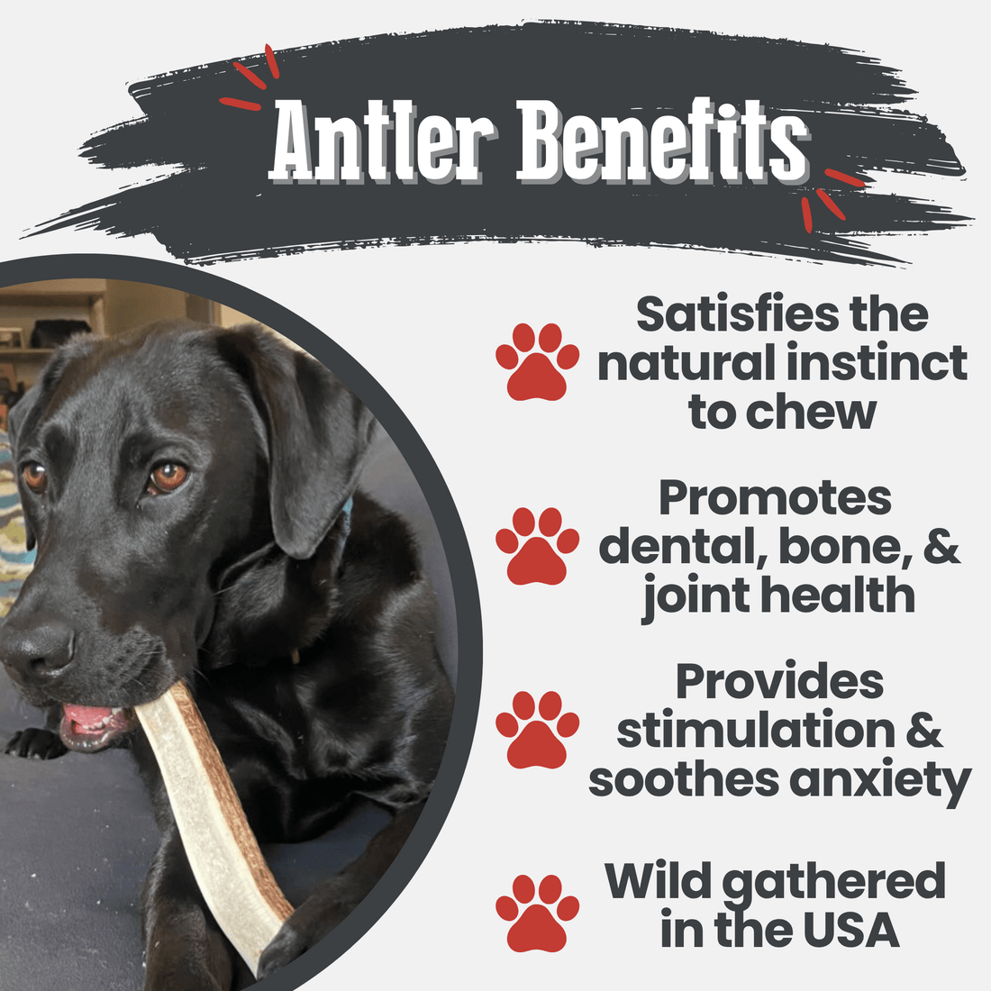Large split elk antler dog chew by Farm To Pet, all-natural and non-splintering antler treat for dogs.
