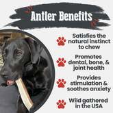 Large split elk antler dog chew by Farm To Pet, all-natural and non-splintering antler treat for dogs.