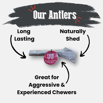 Organic reindeer antler dog chew by Farm To Pet, featuring a whole small antler chew for dogs, non-splintering and natural.