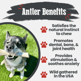 Large Farm To Pet reindeer antler dog chew showing a split, organic, non-splintering antler chew for dogs, highlighting natural dog treats.