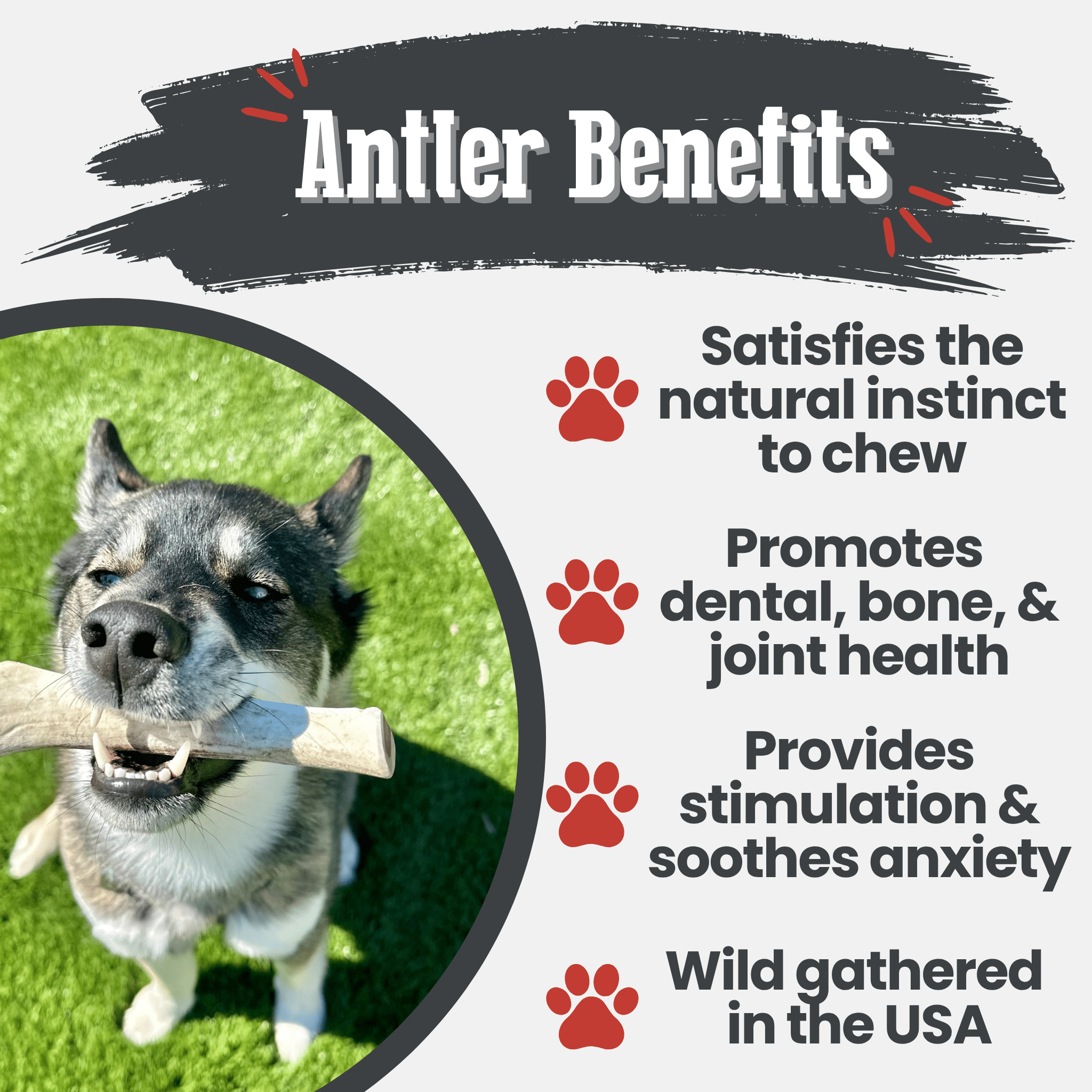 Large Farm To Pet reindeer antler dog chew showing a split, organic, non-splintering antler chew for dogs, highlighting natural dog treats.