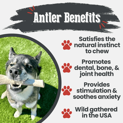 Large Farm To Pet reindeer antler dog chew showing a split, organic, non-splintering antler chew for dogs, highlighting natural dog treats.