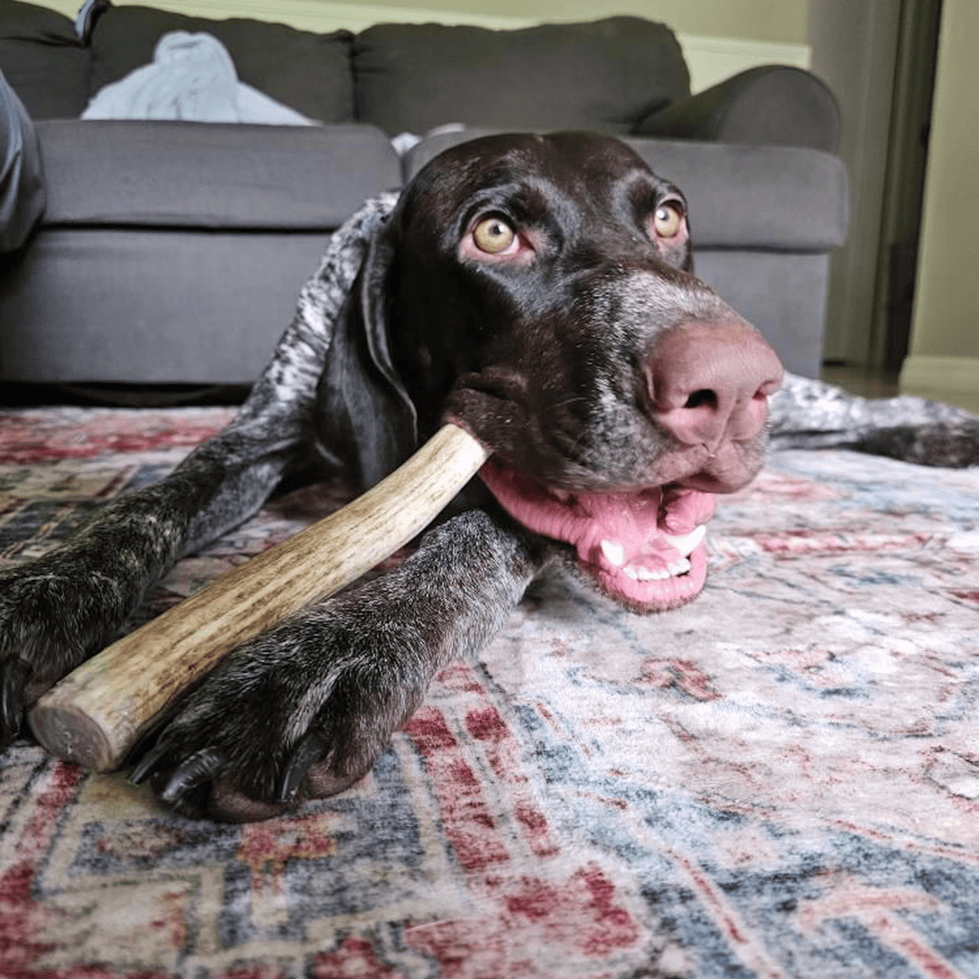 Large organic reindeer antler dog chew from Farm To Pet, non-splintering bone for dogs, natural and durable pet toy