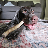 Large organic reindeer antler dog chew from Farm To Pet, non-splintering bone for dogs, natural and durable pet toy