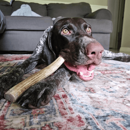 Large organic reindeer antler dog chew from Farm To Pet, non-splintering bone for dogs, natural and durable pet toy