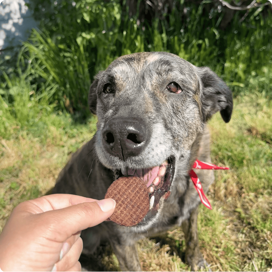 Rescue dog eating a Farm To Pet beef chip treat, a single-ingredient healthy dog treat in chip form.