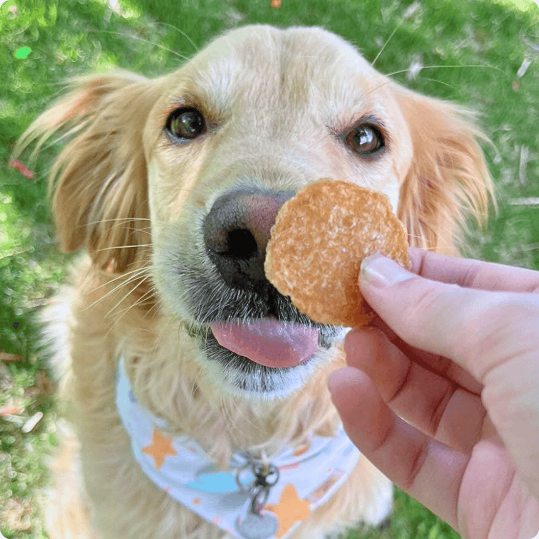 All-natural chicken chips for dogs by Farm To Pet, single-ingredient dog treats in a 4oz bag, crispy and healthy pet snack