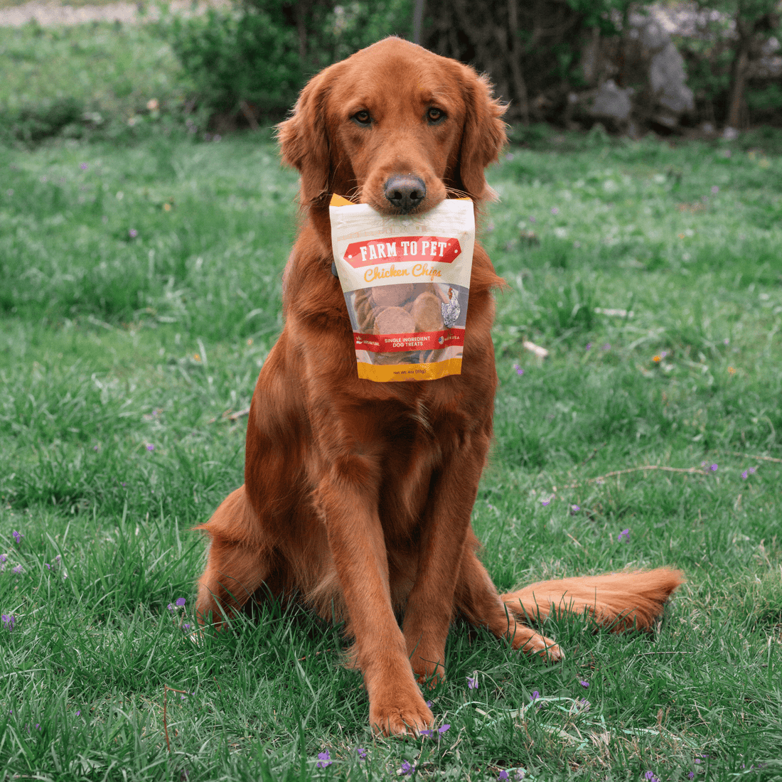Farm To Pet chicken chips for dogs, all-natural single-ingredient dog treats in a 4oz bag, showing crispy chicken chip treats.