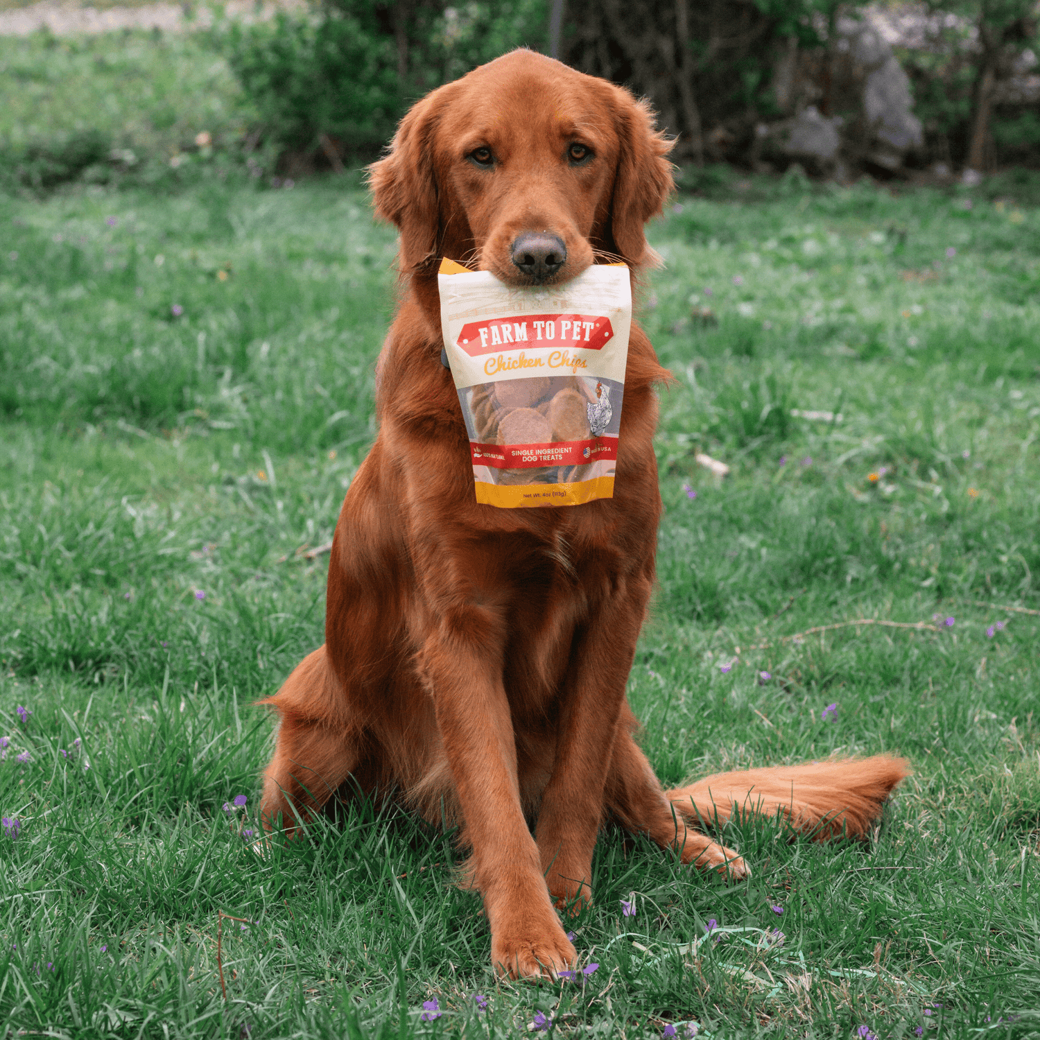 Farm To Pet chicken chips for dogs, all-natural hormone-free single-ingredient dog treats, held in a dog&