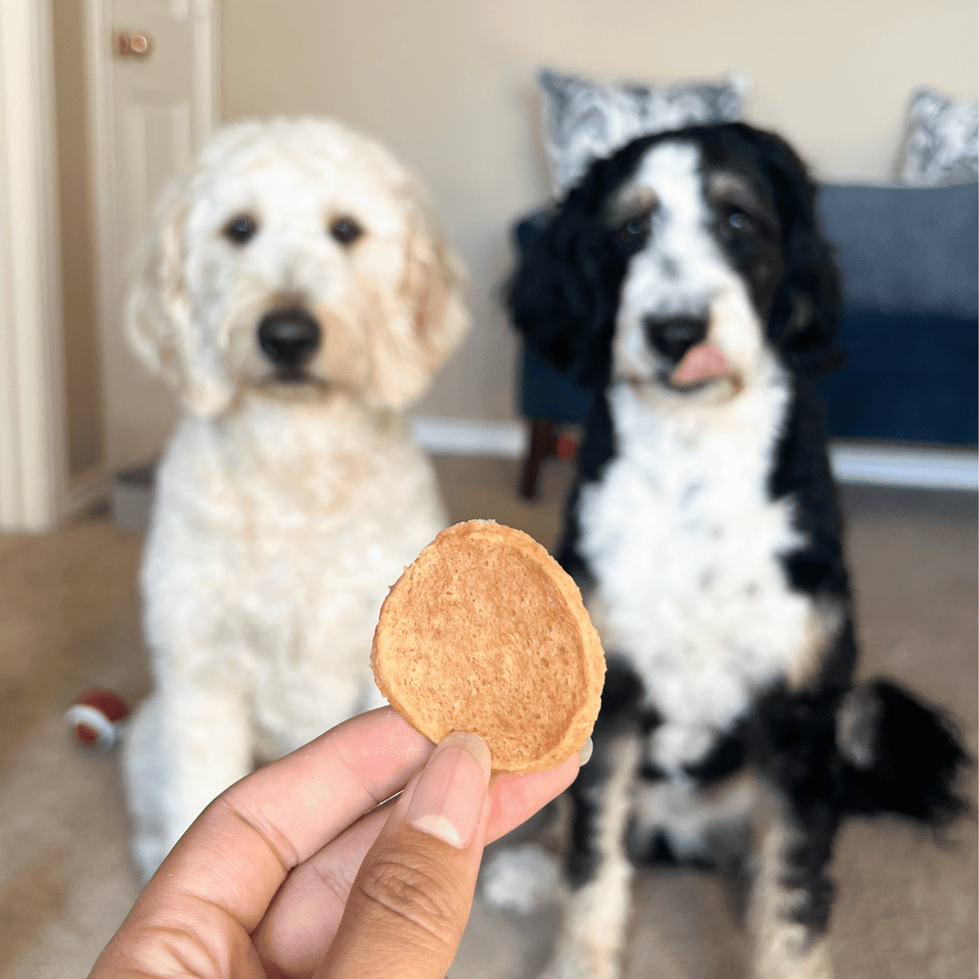 Farm To Pet chicken chips for dogs, all-natural single-ingredient dog treats in a 4oz bag, showing crispy chicken treats.