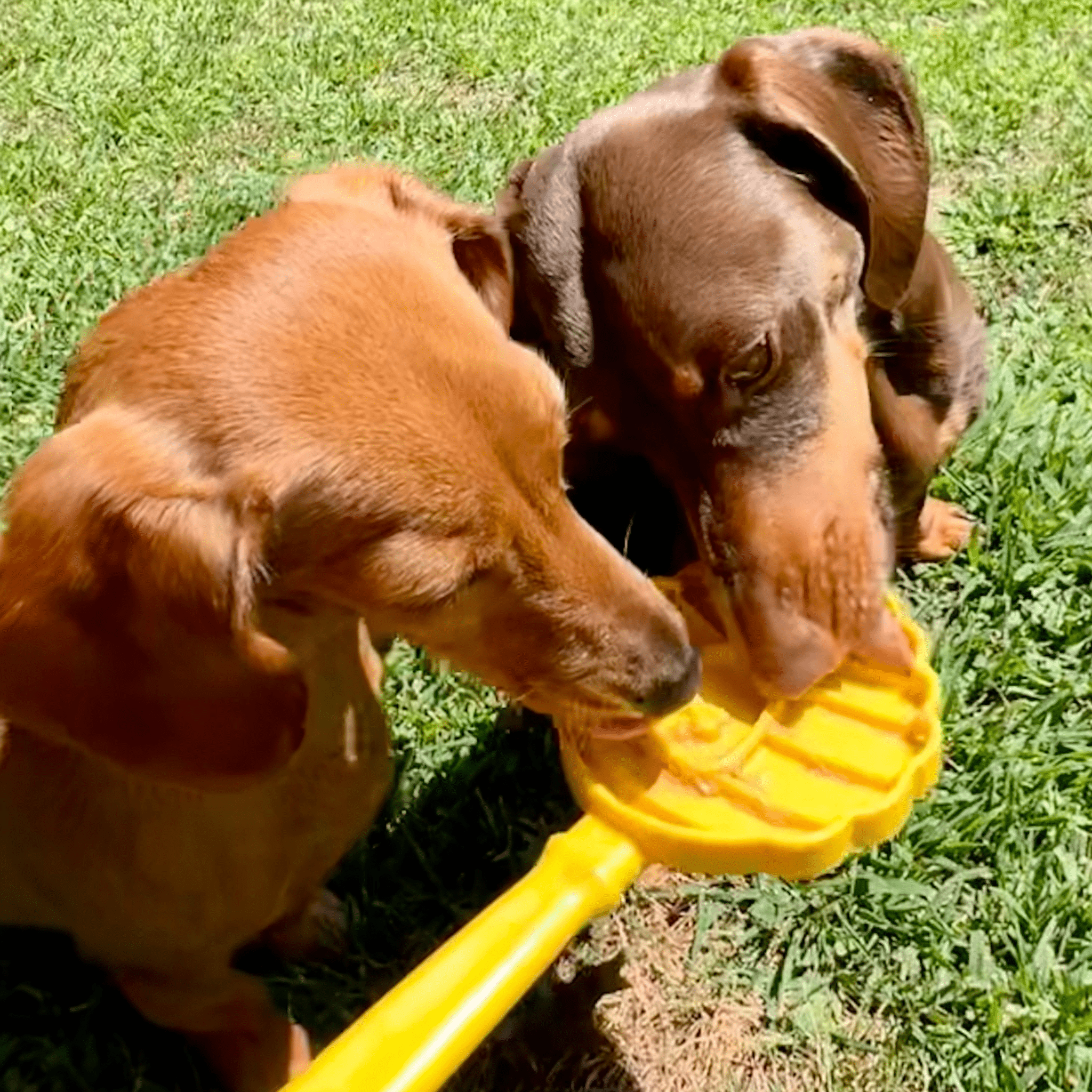 Farm To Pet Lick Stick, interactive dog training toy, yellow beehive design, two dogs licking for mental stimulation.