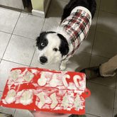 Farm To Pet pet treat molds in various shapes, durable silicone mold for making homemade dog treats.