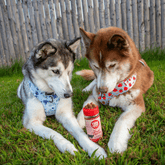Two dogs enjoying Farm To Pet beef treat toppers, premium powdered dog food topper for enhanced pet meals.