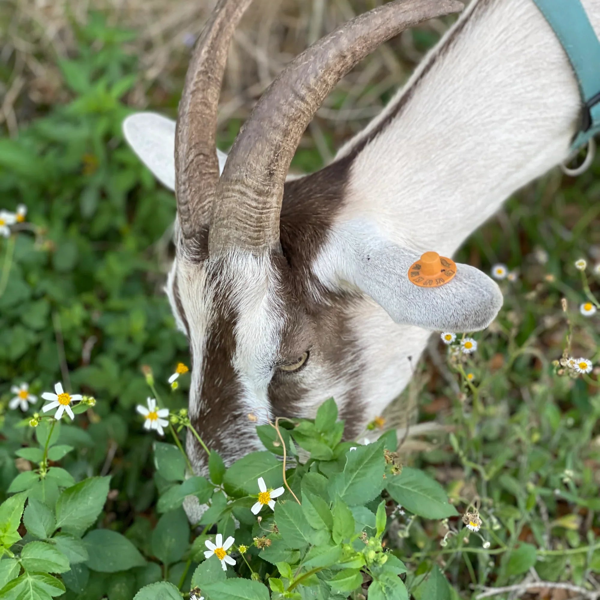 Handmade tallow and goat milk soap bar by Pretty Farm Girl with goat image, showcasing a natural, fragrance-free skincare product.